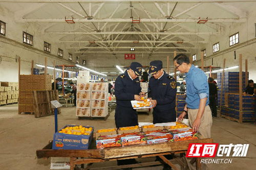 长沙海关优服务助力特色农产品柑橘出口 广州劳务服务协同发展